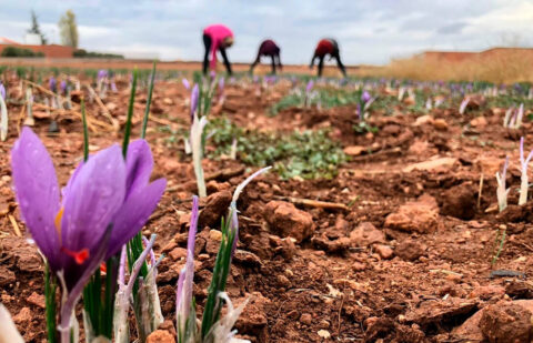 La DOP Azafrán de La Mancha afronta la cosecha con mejores perspectivas, a pesar del momento crítico por el que atraviesa el cultivo