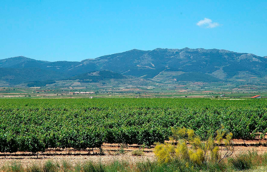 La Unión Europea registra la nueva Denominación de Origen Protegida de Vino de Pago Urbezo, el segundo vino DOP de Aragón