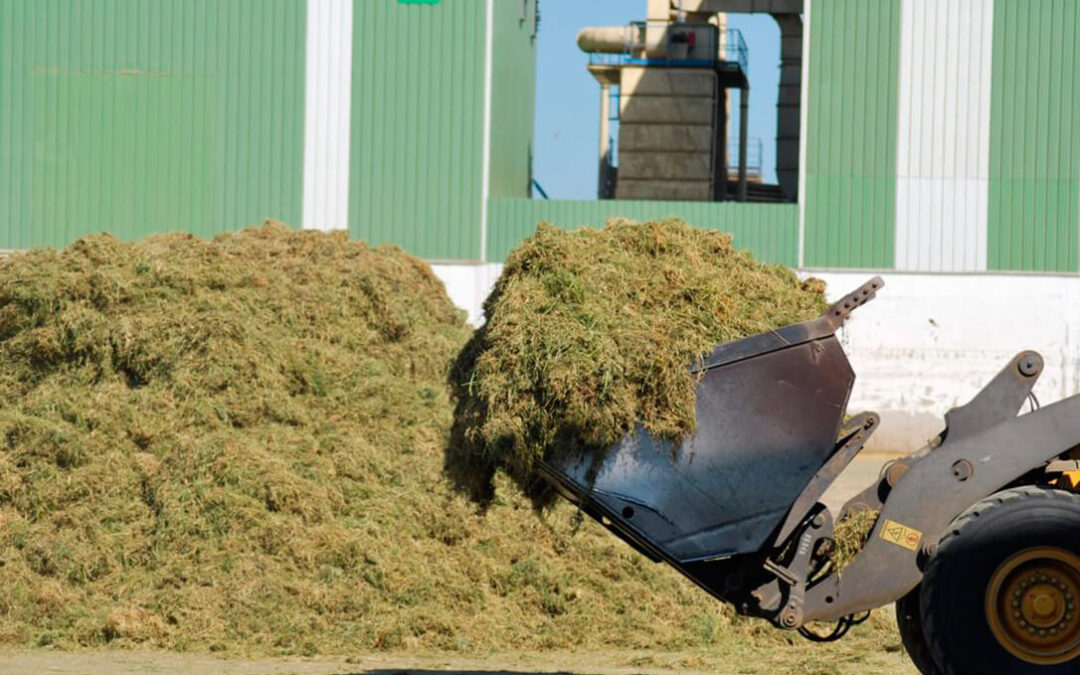 La alfalfa acaba una buena campaña en campo, con más producción, por encima del millón de toneladas, y un abaratamiento del 36%