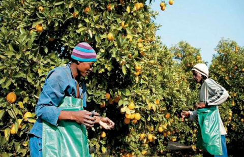 Intercitrus pide una reunión a Economía para abordar el panel en la OMC contra una Sudáfrica que acumula 26 rechazos de mancha negra