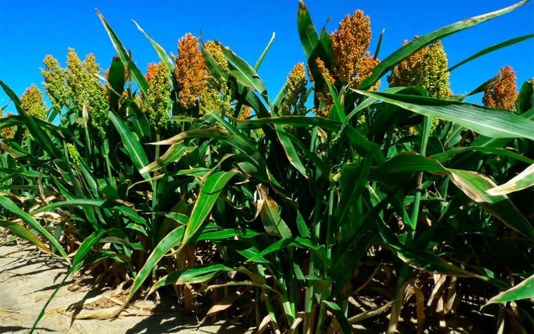 Identificado un mecanismo genético clave que mejora la tolerancia a la sequía en el sorgo y puede tener relevancia en otros cultivos