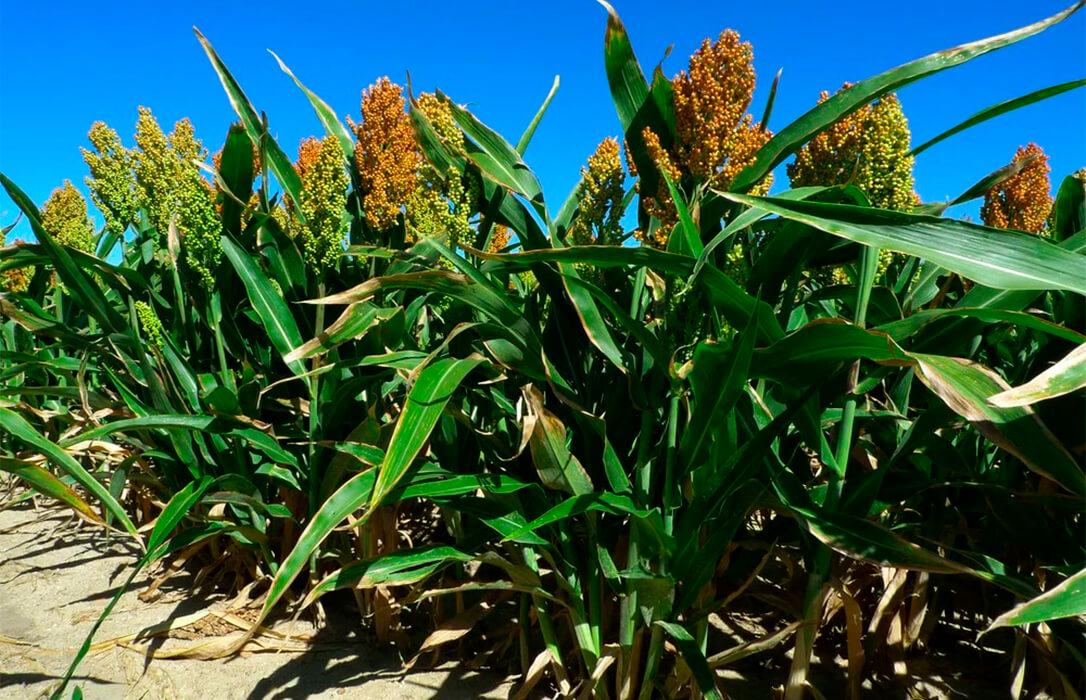 Identificado un mecanismo genético clave que mejora la tolerancia a la sequía en el sorgo y puede tener relevancia en otros cultivos