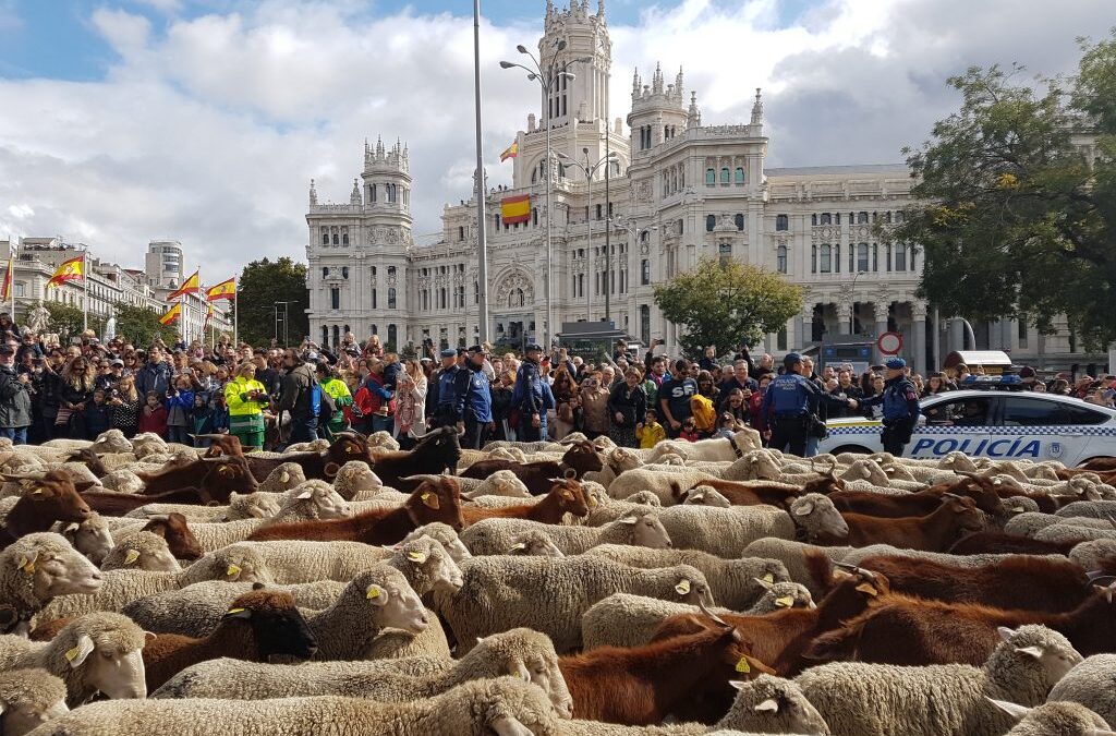 Suspendida la Fiesta de la Trashumancia en Madrid por el «riesgo epidemiológico» de la enfermedad de la lengua azul