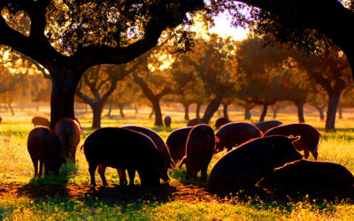 Ganadería sostenible en la dehesa extremeña: un ecosistema único y valioso ligado a la producción de la carne de cerdo ibérico de bellota