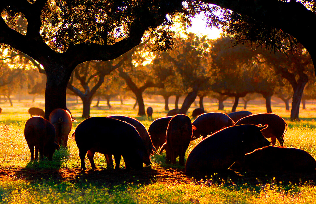 Ganadería sostenible en la dehesa extremeña: un ecosistema único y valioso ligado a la producción de la carne de cerdo ibérico de bellota