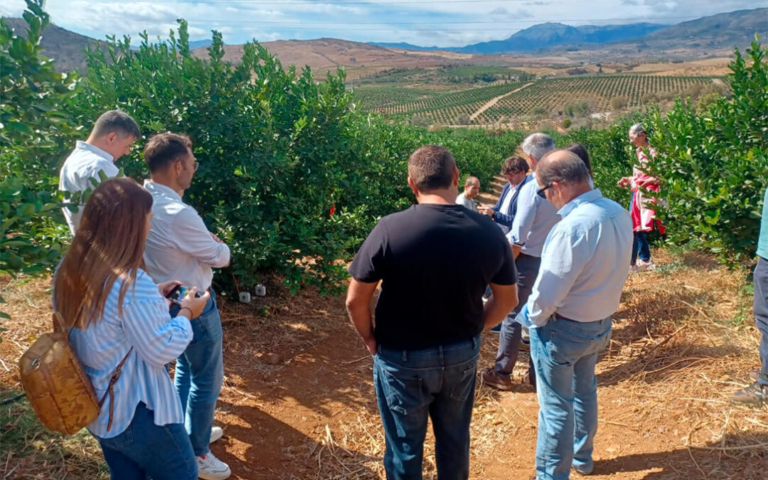 Presentado en Andalucía el grupo operativo Grow4lemon: soluciones sostenibles para una mejor gestión nutricional del cultivo del limón