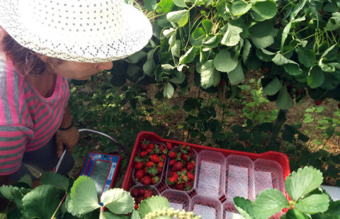 UPA comienza en Guatemala una selección de jornaleros y jornaleras para trabajar en la campaña de los frutos rojos en Huelva