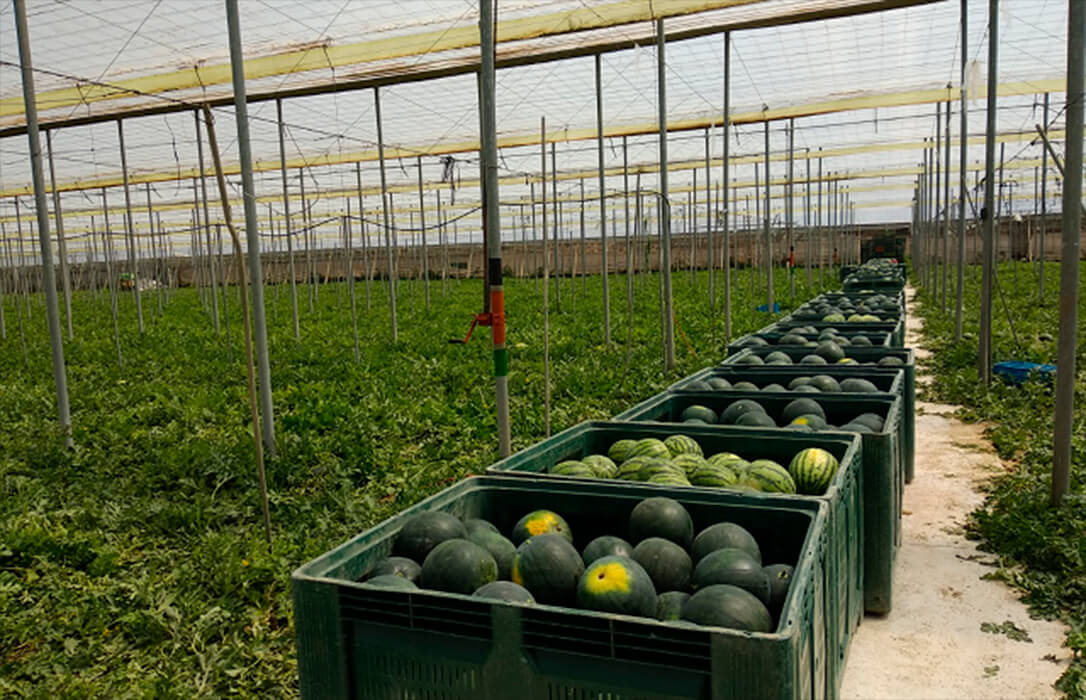 Andalucía calculará la huella hídrica de frutas y hortalizas bajo plástico para poner en valor la calidad y sostenibilidad de sus productos