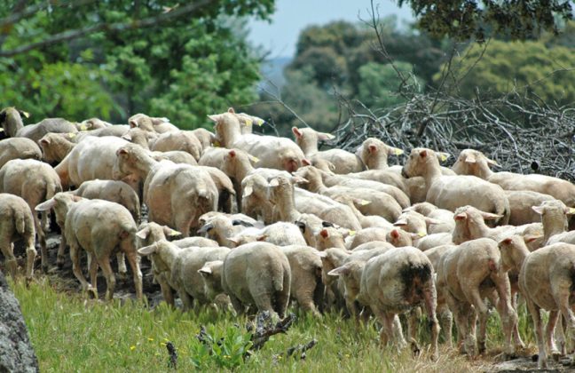 Habrá movilizaciones por la lengua azul si continúan la falta de medidas y las mentiras: la enfermedad está dejando ya miles animales muertos