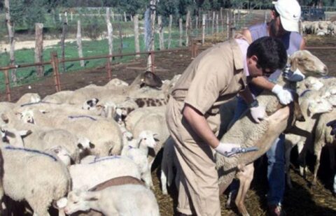 Las explotaciones con lengua azul superan ya el centenar en Extremadura, de los cuales 40 son del serotipo 3