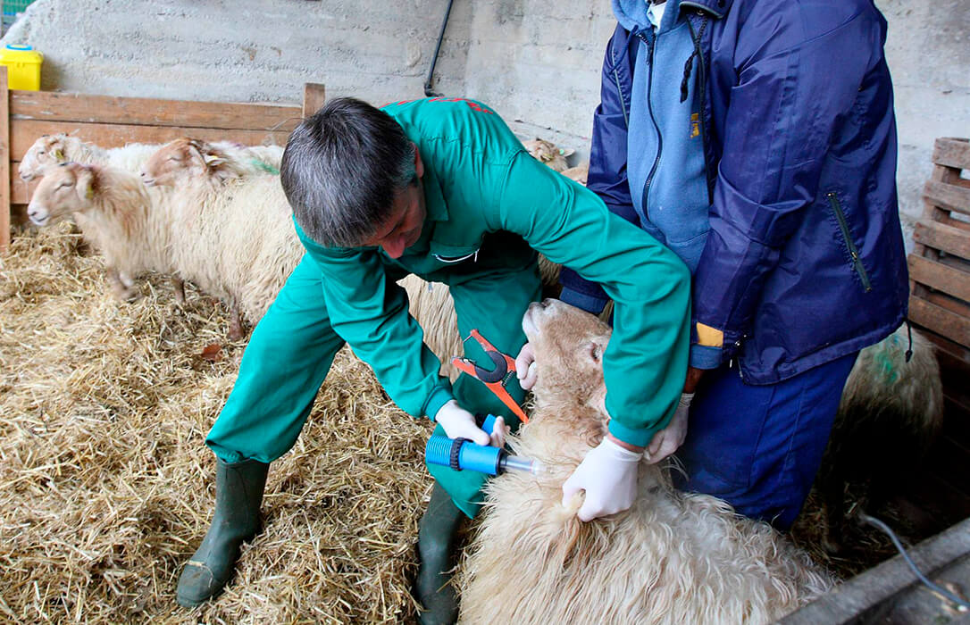 Las organizaciones agrarias extremeñas piden extrapolar al serotipo 3 las flexibilizaciones fijadas con la variante 1