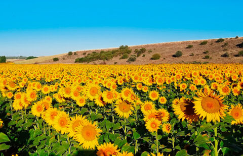 Los cereales repiten en la lonja de León y ligera subida del girasol con una perspectiva positiva aunque alejada del mercado internacional