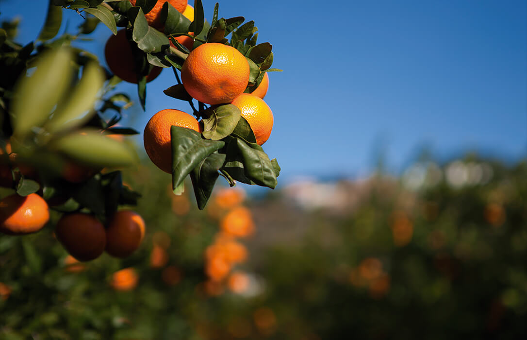 Una sentencia fija la multa de 65.000 euros y confirma la multa del obtentor por restringir la comercialización de la mandarina Nadorcott