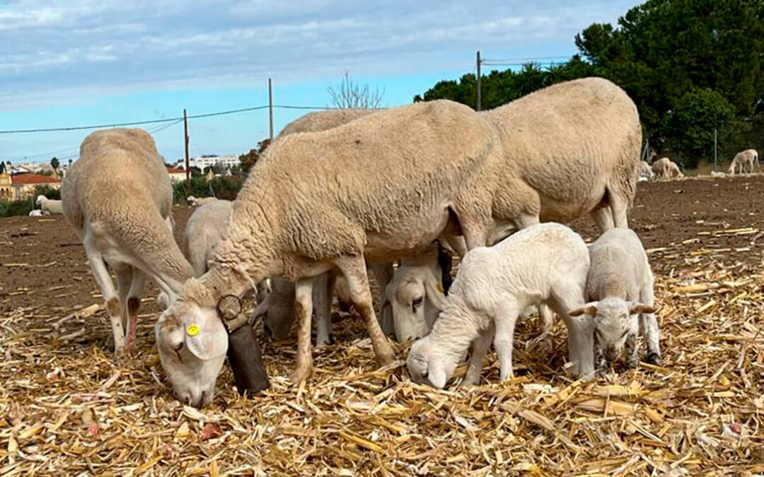 Todos necesitan liquidez: los productores de ovino y caprino gallegos reclaman ser incluidos en el pago del anticipo de las ayudas de la PAC