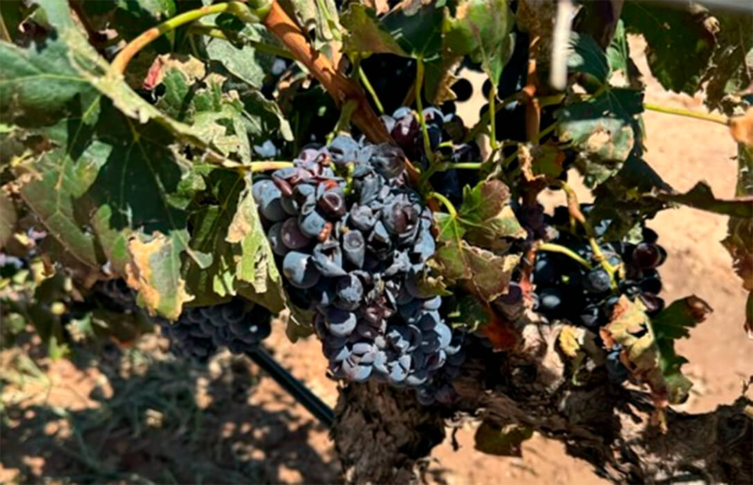 Continúa el pago de indemnizaciones a los productores de uva de vino y se alcanza los 89 millones abonados en los últimos días