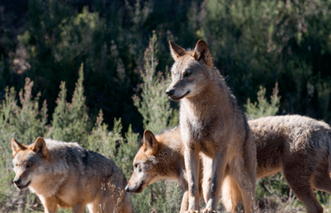 Califican la visita de Planas a Asturias como «una provocación y una humillación a los ganaderos» por su respaldo a la protección del lobo