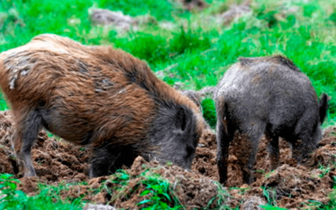 Lo absurdo de restringir los movimientos de animales cuando en algunas CC.AA más del 50% de los jabalíes son portadores de tuberculosis