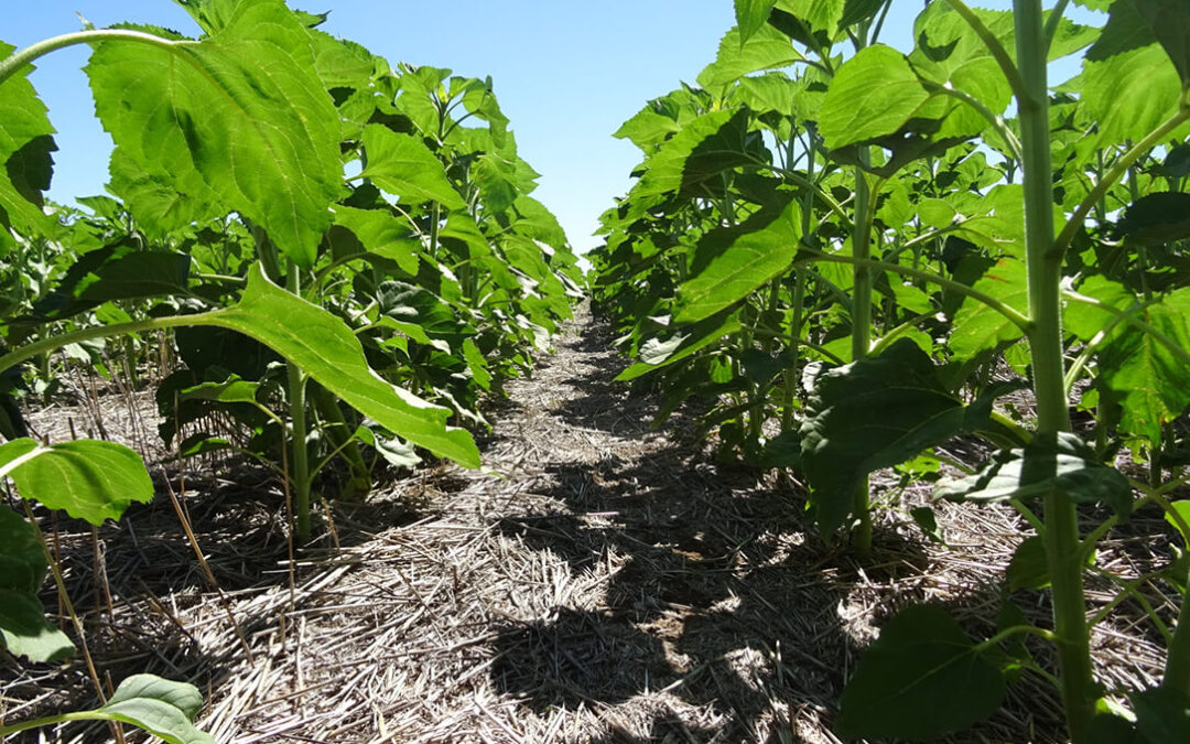 El proyecto Girasoil celebra un seminario online sobre “Mejora de la sostenibilidad del girasol mediante agricultura de conservación”