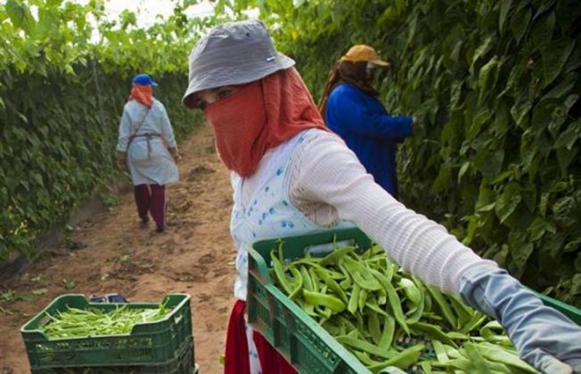 La justicia europea anula los acuerdos de productos agrícolas y pesca entre Marruecos y los Veintisiete aunque seguirán en vigor doce meses