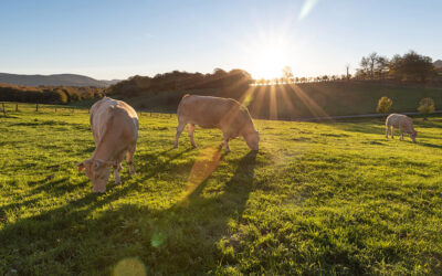 Nace el Grupo Operativo SECUESVAC, un proyecto para optimizar el secuestro de carbono en los suelos agrarios vinculado al vacuno de carne