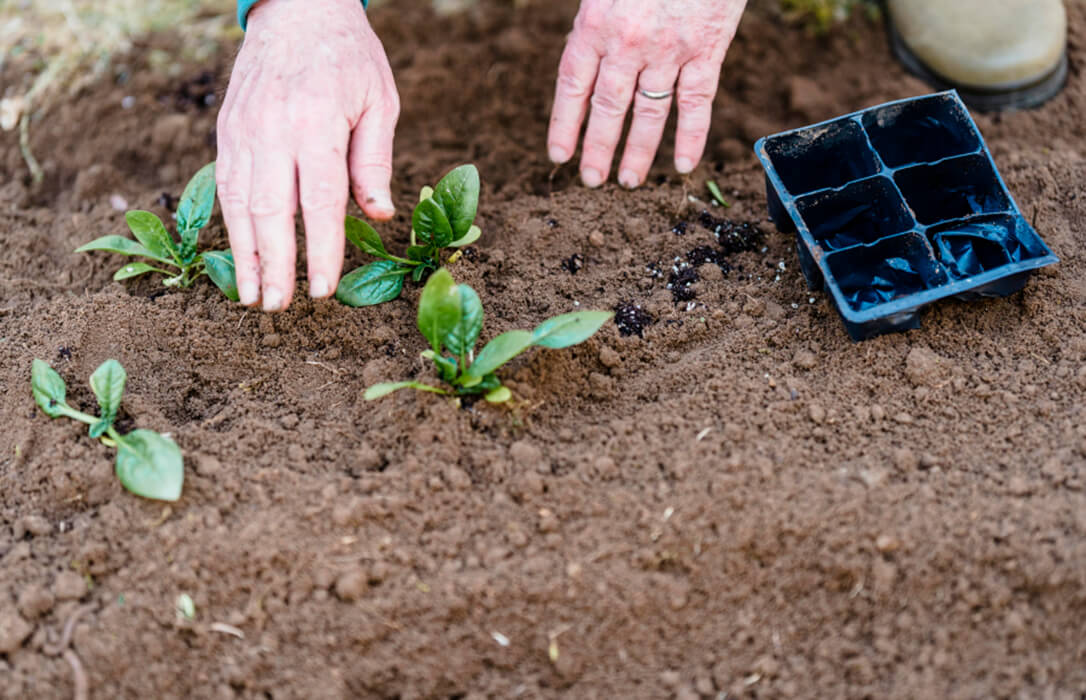 La sobrefertilización con fósforo reduce la capacidad de los suelos agrícolas para poder secuestrar carbono