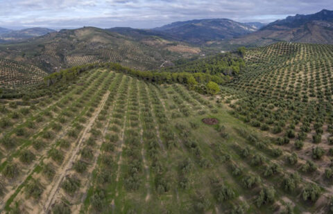 El Ministerio de Agricultura fomenta prácticas agrarias que contribuyen a la captación y almacenamiento de carbono