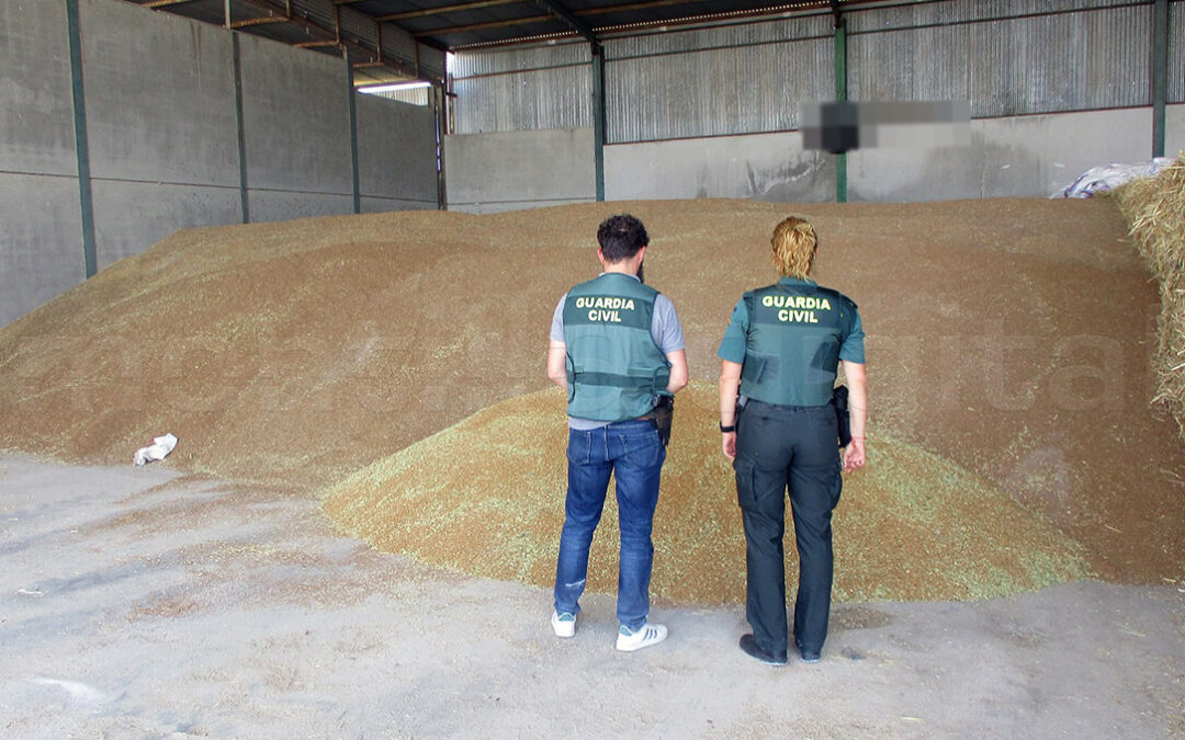 Aceitunas, naranjas, material de riego…: los ladrones diversifican sus acciones y ahora roban más de 200 toneladas de trigo