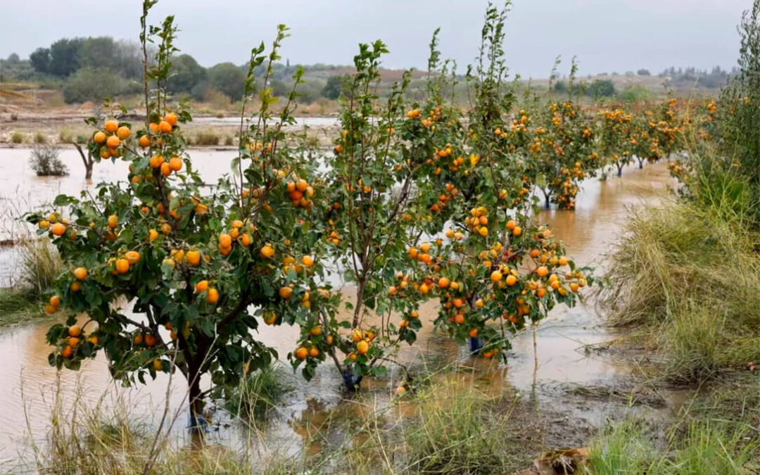 Reclaman más apoyo y concreción en las ayudas del Gobierno a los agricultores y ganaderos y agilizar los tratamientos fungicidas