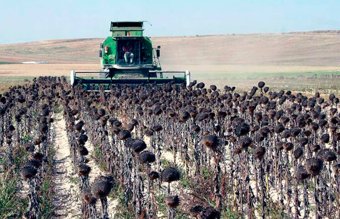 Siguen los malos precios en la lonja de León: bajada de trigo y cebada de 2 euros en tonelada, repetición del maíz y nueva subida del girasol