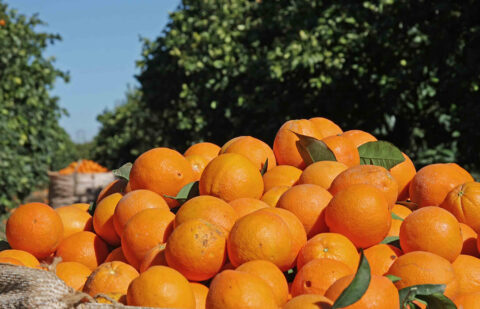 Comienza la actividad de la Lonja de Cítricos tras el inicio de la recolección de la naranja en Córdoba con buenas expectativas de precios