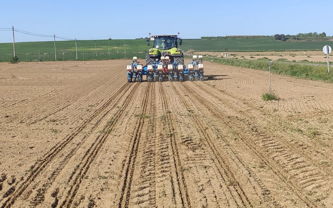 CEREAPI: una apuesta agrícola sostenible que une a la cerveza y a la miel sembrando plantas melíferas en los márgenes de los campos de cereal