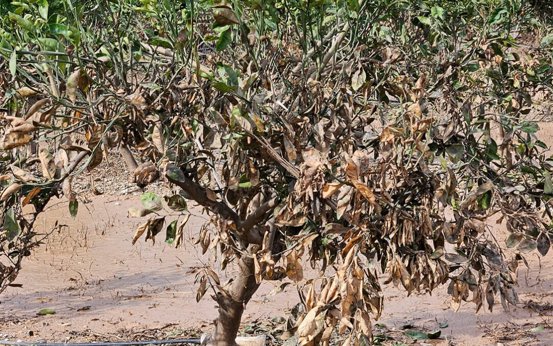 Creen que es el momento de que ya todas las administraciones que clarifiquen y agilicen las ayudas agrarias de la DANA