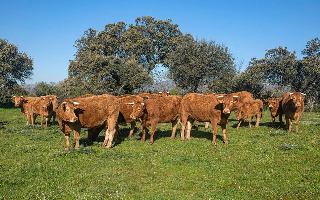 ‘Coches por vacuno’: El acuerdo con Mercosur permitirá la entrada de 99.000 t de carne de vacuno a un coste entre un 18 y un 32% inferior