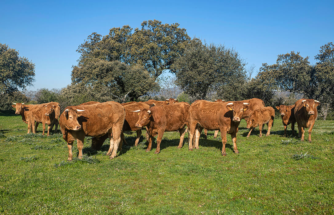 ‘Coches por vacuno’: El acuerdo con Mercosur permitirá la entrada de 99.000 t de carne de vacuno a un coste entre un 18 y un 32% inferior