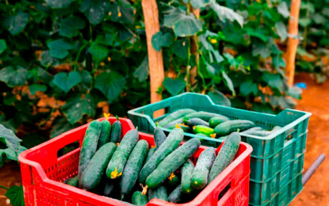 Cooperativas Andalucía denuncia a algunas cadenas de distribución por comercializar por debajo de los costes la leche o el pepino