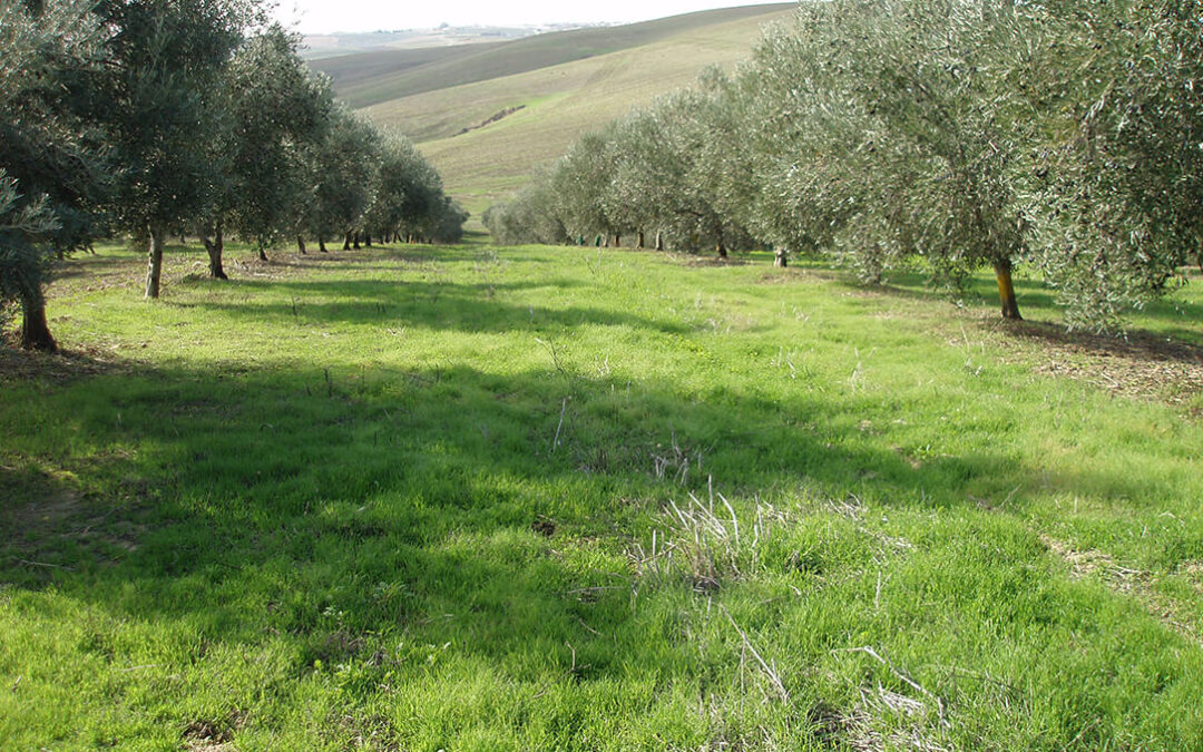 Los eco-regímenes de la PAC aumentan en más de 1.300.000 hectáreas la superficie dedicada a cubiertas vegetales y siembra directa