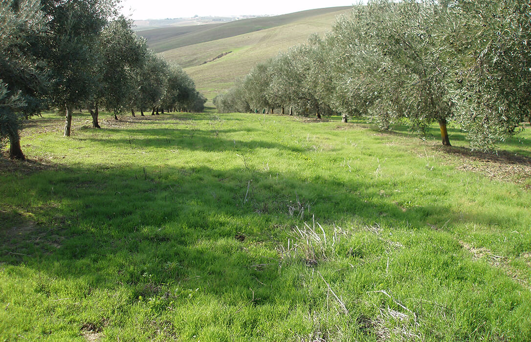 Los eco-regímenes de la PAC aumentan en más de 1.300.000 hectáreas la superficie dedicada a cubiertas vegetales y siembra directa