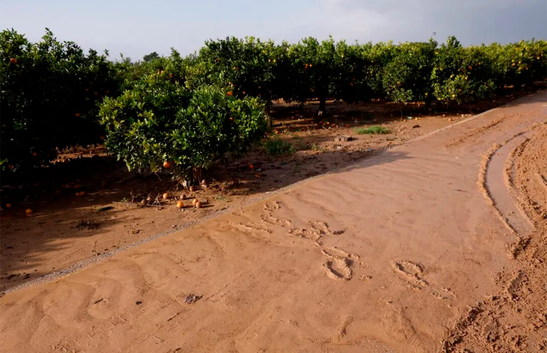 Más de 30.000 hectáreas de cultivo ecológico han sido dañadas por la DANA, el 61 % de su superficie cultivada en Valencia