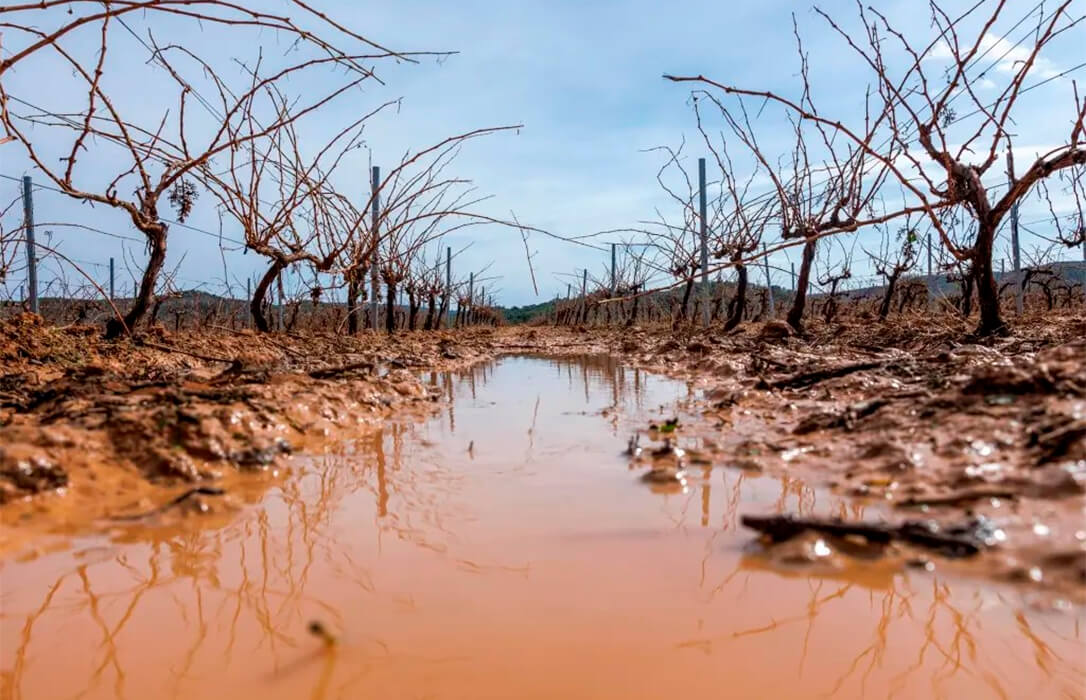 Entregan al futuro comisario europeo de Agricultura un plan para ayudar a reconstruir la agricultura valenciana con ayuda de la UE