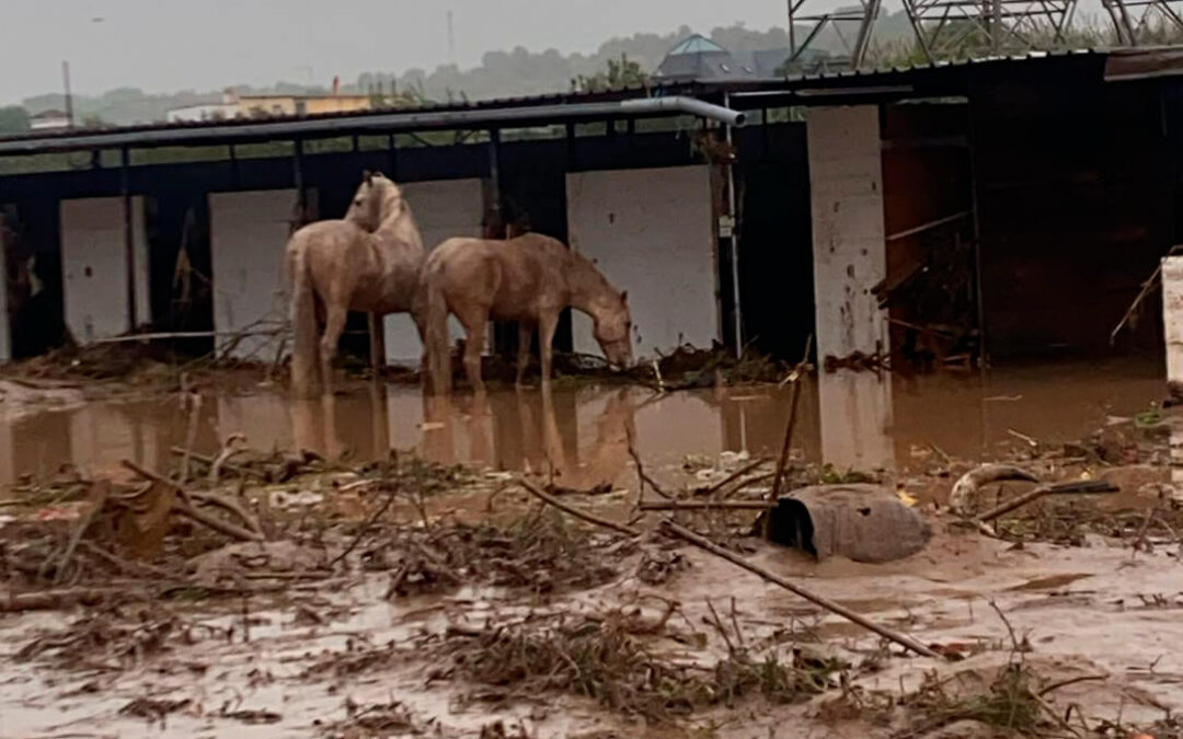 Colaboración para salvar el ganado afectado por la DANA: habilitan tres naves para almacenar donaciones para su reparto en granjas e hípicas