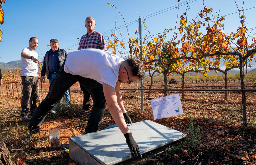 Una finca de Bodegas Calvente en el Valle de Lecrín, campo de pruebas de una innovadora herramienta digital para gestionar los viñedos