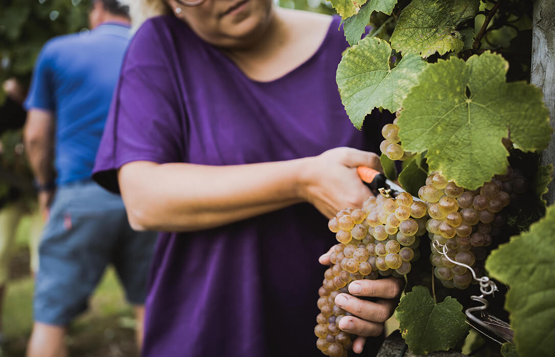 Finaliza la vendimia del Txakoli de Bizkaia con 1.815.000 kilos, el rendimiento por hectárea más bajo del histórico de la DO