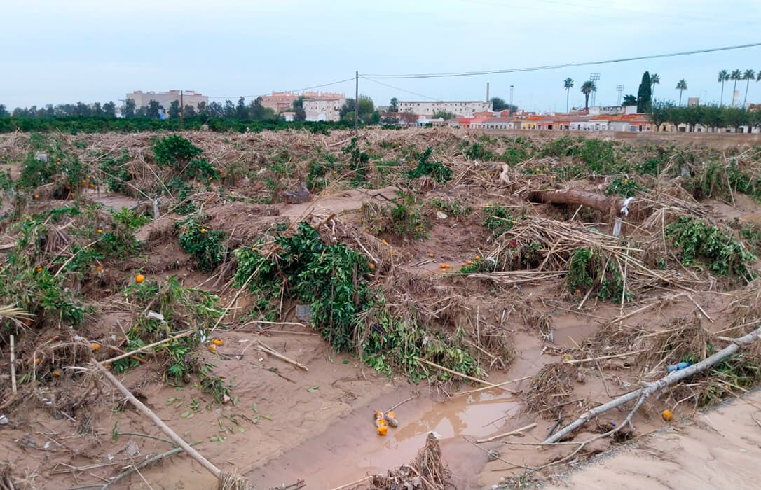 Agroseguro inicia, transcurrido menos de un mes, el pago de las primeras indemnizaciones por los daños de la DANA en cultivos agrícolas