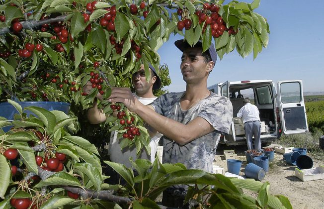 Puertas giratorias contra el campo: denuncian que ex políticos del PP y PSOE defienden intereses de los agricultores marroquíes contra los españoles