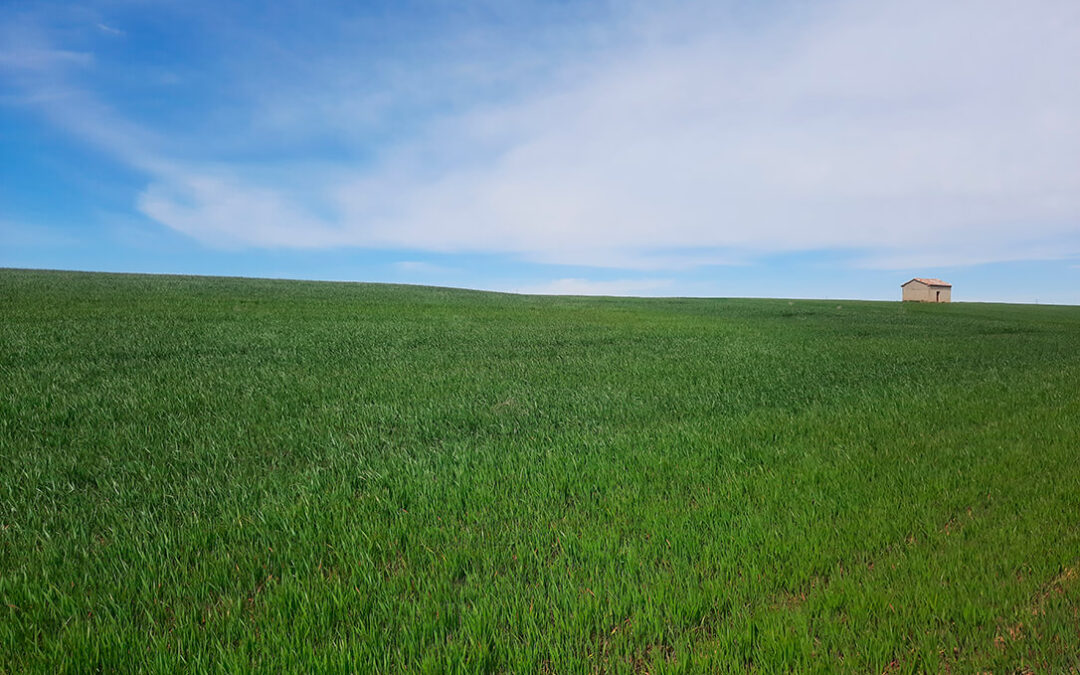 A veces sí llueve a gusto de todos: las últimas lluvias impulsan la nascencia del cereal y de otros cultivos de invierno recién sembrados