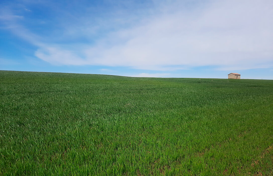 A veces sí llueve a gusto de todos: las últimas lluvias impulsan la nascencia del cereal y de otros cultivos de invierno recién sembrados