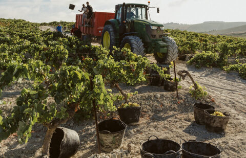 España encabezó el aumento en la producción de vino en la UE en 2024 con más del doble de lo que creció Italia, principal productora europea