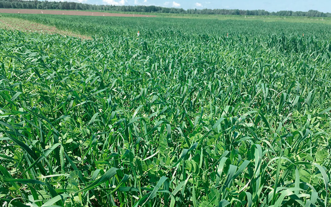 Primeros resultados del Proyecto Leguminose: El intercropping de leguminosas y cereales puede reducir las necesidades de fertilización de nitrógeno