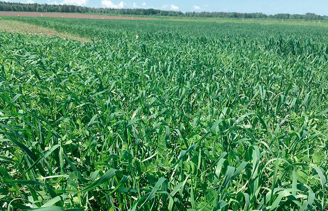 Primeros resultados del Proyecto Leguminose: El intercropping de leguminosas y cereales puede reducir las necesidades de fertilización de nitrógeno