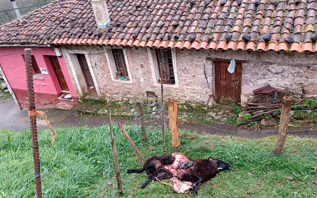 Asturias Ganadera denuncia que «los lobos ya matan en los pueblos» y reclama un reunión urgente con Barbón para poner soluciones